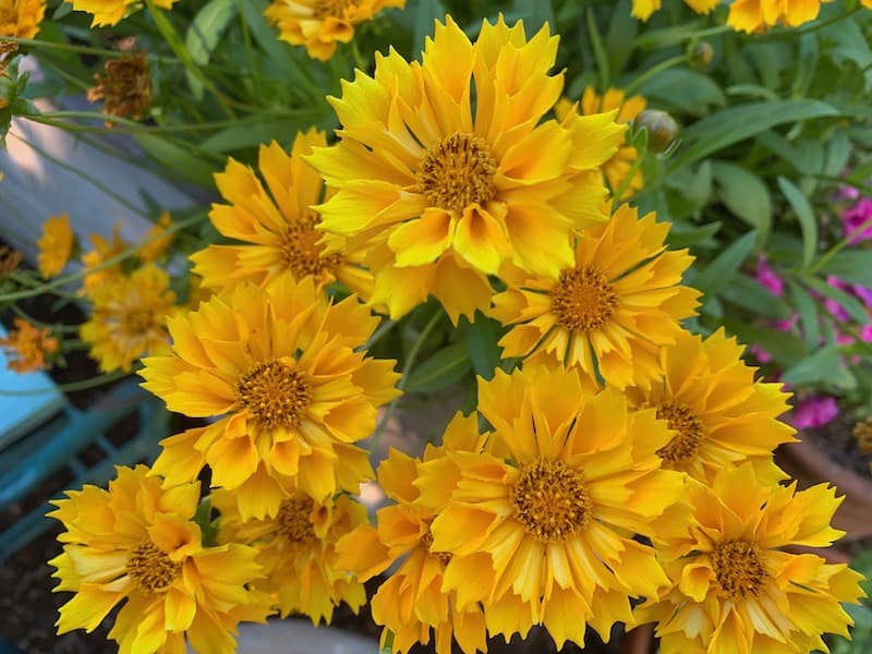 Gardening expert for senior gardeners, Toni Gattone loves to use the golden blossoms of the Coreopsis flowers from her backyard garden for her fresh cut flower bouquets.