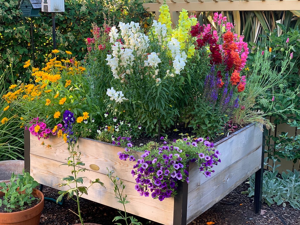 Toni Gattone's flower elevated raised bed overflows with an abundance of blossoms this year.