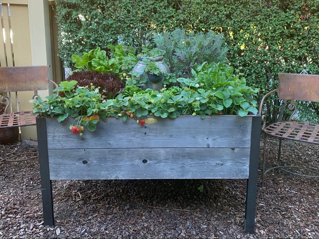A look at gardener Toni Gattone's Spring 2020 veggie elevated raised bed with broccoli and kale, swiss chard, spinach, two kinds of lettuce and strawberries