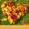 Fall leaves in a pile in the shape of a heart