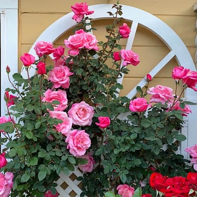 roses growing on a trellis beside the garden of Toni Gattone