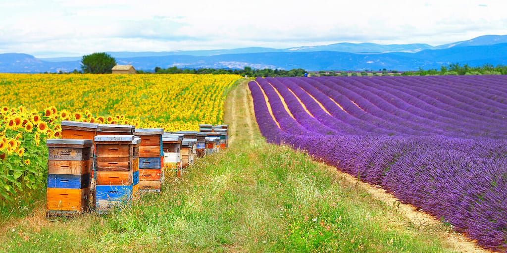 Fields of flowers, lavender, and bees in their crates
