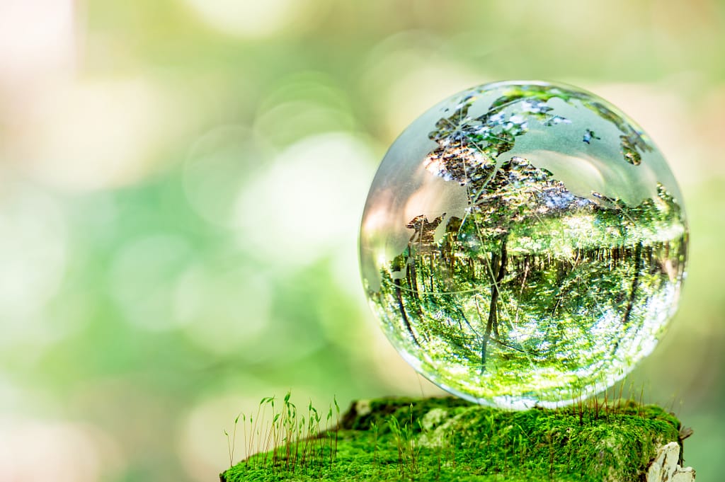 trees reflective in glass globe