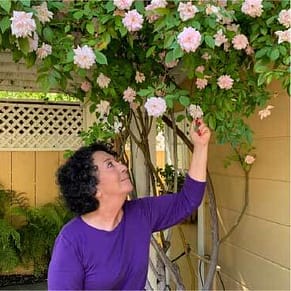 Toni Gattone looking with love at her roses