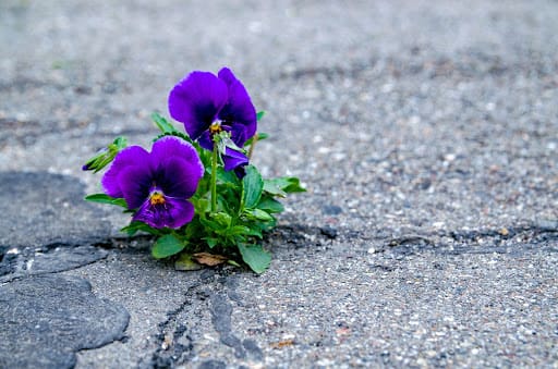 Purple Pansies growing up through s crack in the asphalt, symbolizing and celebrating the resilience found in Adaptive Gardening.
