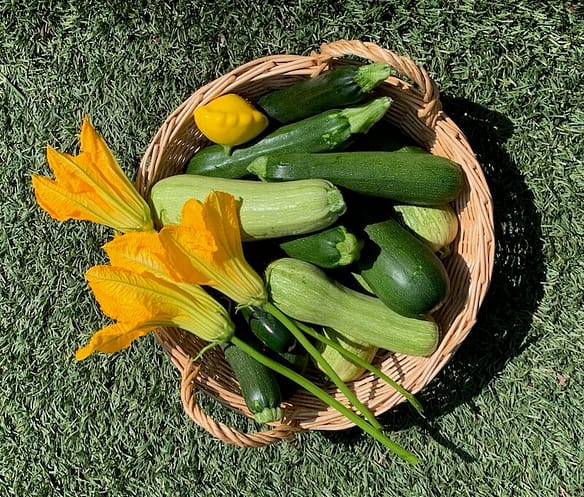 Fresh zucchini and blossoms from the garden of Toni Gattone